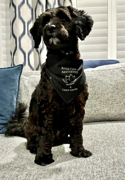 Kevin, a small black dog wearing a River City Aesthetics bandana, sitting on a couch